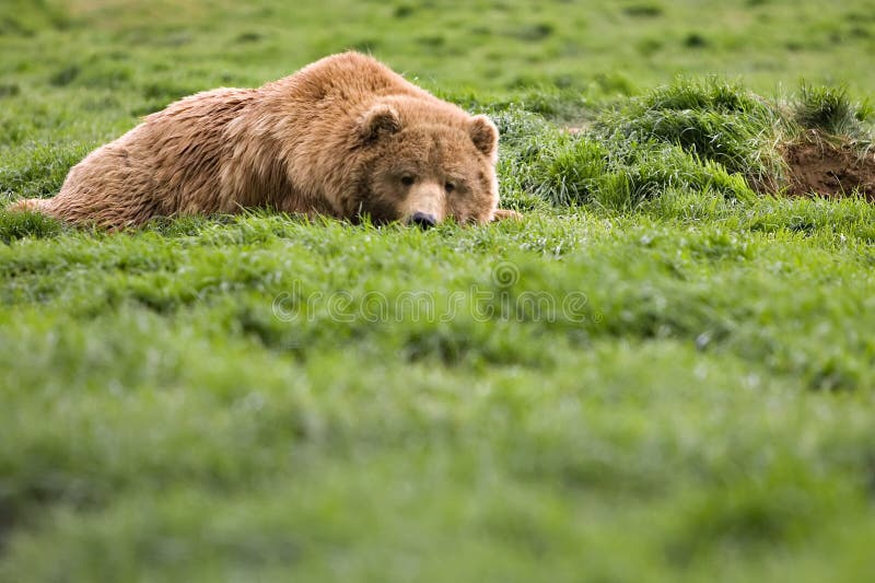 Bear watching from grass