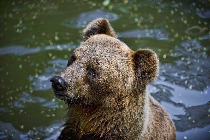 Bear in water stock image. Image of quiet, water, staring - 16556453