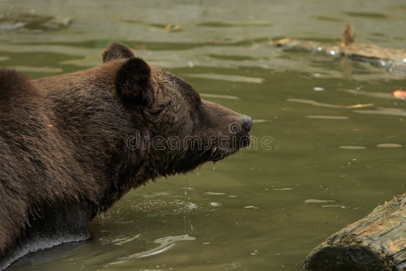 Bear in the Water CloseUp stock image. Image of mammal 79515825