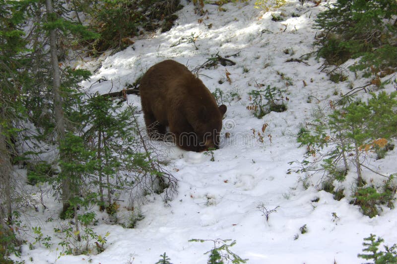 Bear in Yellowstone