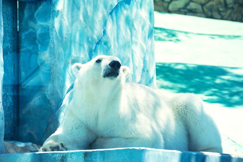 Cartoon Polar Bear Iceberg Stock Photos - Free & Royalty-Free Stock Photos  from Dreamstime