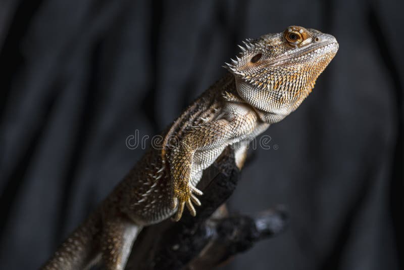 Beard Dragon on a Tree Branch Stock Photo Image of nature, green