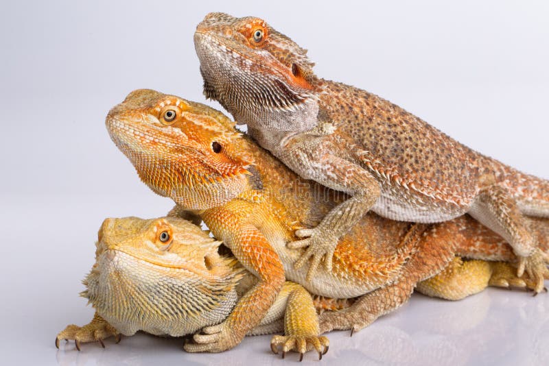 Bearded agama lizards