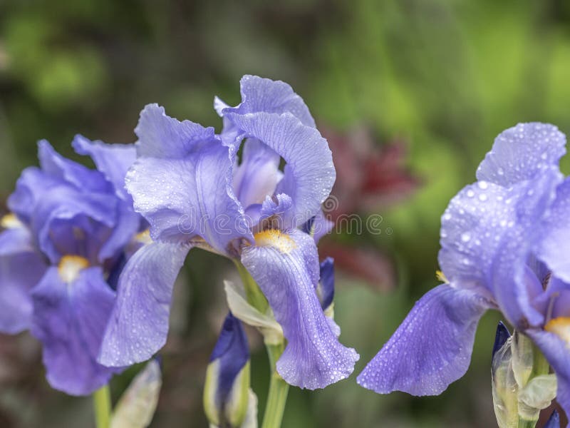 Bearded Bloe Iris flower