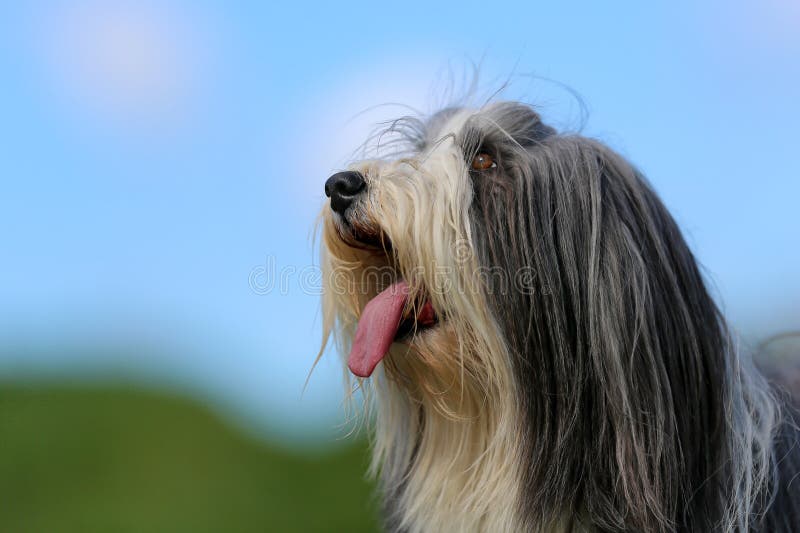 Front View Of A White And Gray Seated Bearded Collie Stock Photo - Download  Image Now - iStock