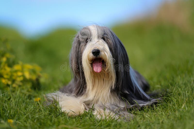 Front View Of A White And Gray Seated Bearded Collie Stock Photo - Download  Image Now - iStock