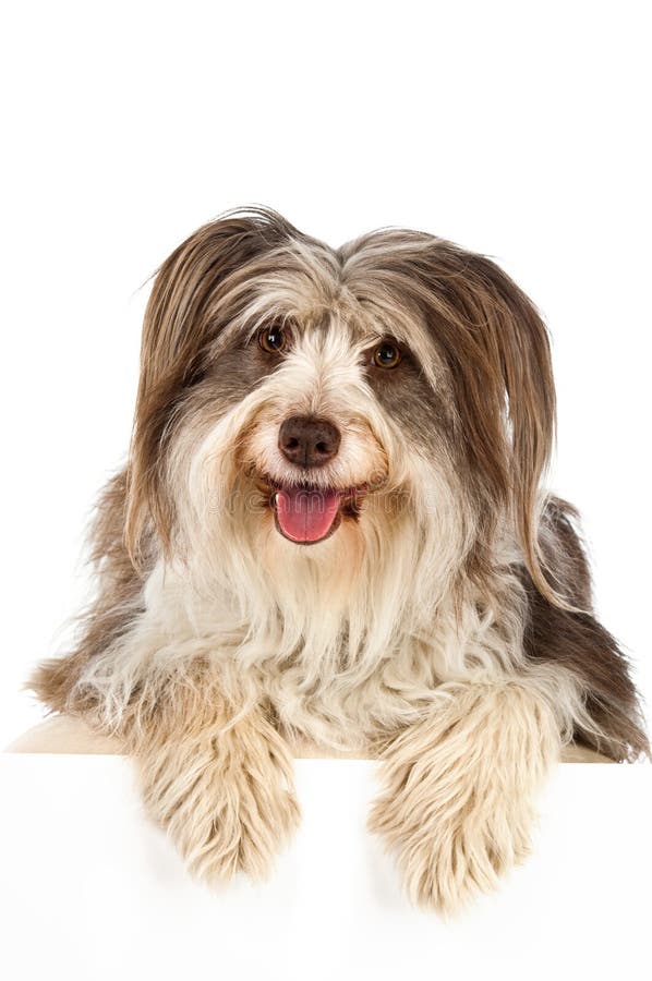 Front View Of A White And Gray Seated Bearded Collie Stock Photo - Download  Image Now - iStock