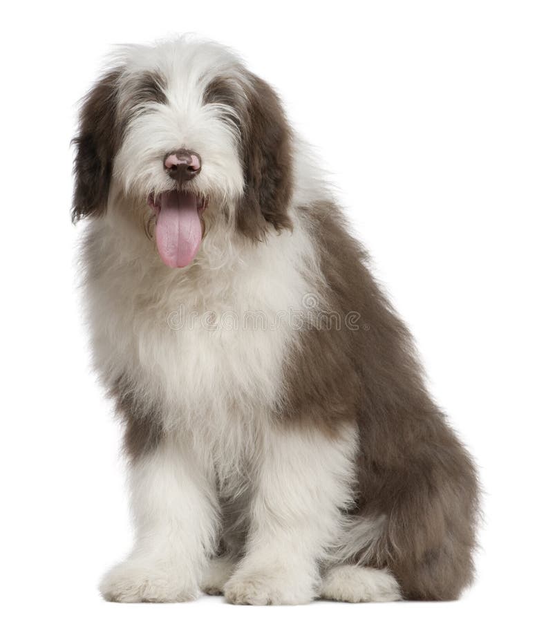 Bearded Collie, 4 and a half months old, sitting