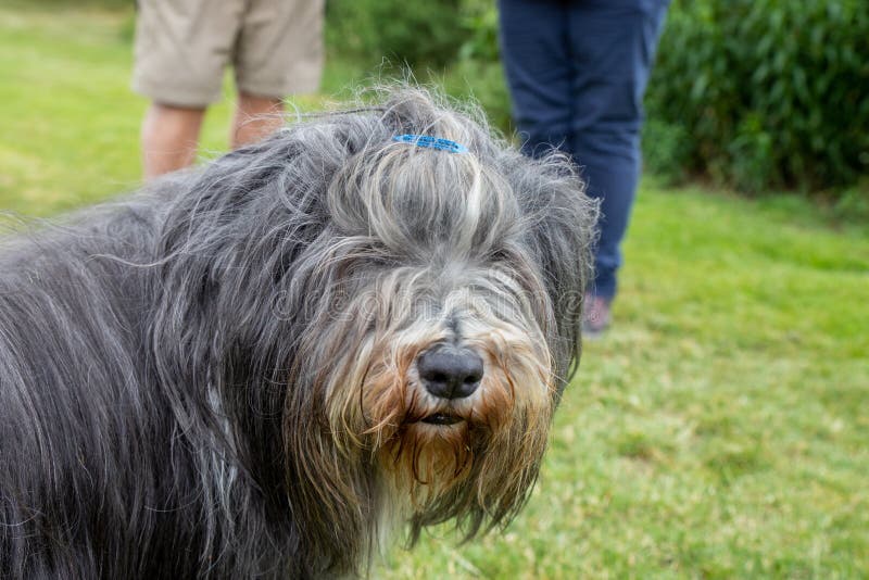 The Bearded Collie Dog Breed Was Developed in Scotland Stock Photo ...