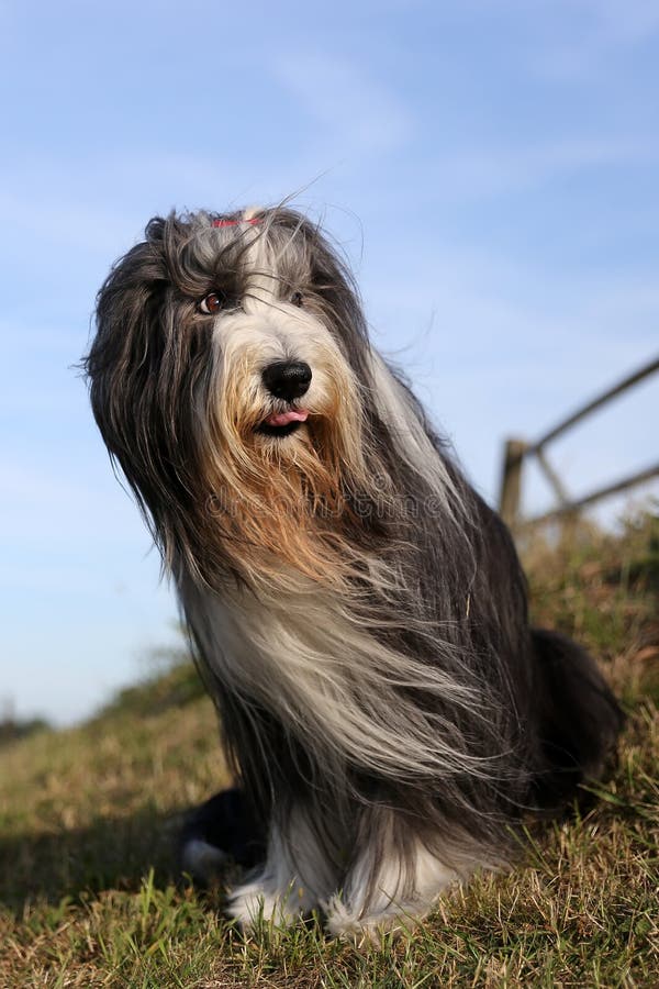 Funny dog - Bearded Collie stock photo. Image of grey - 5535526