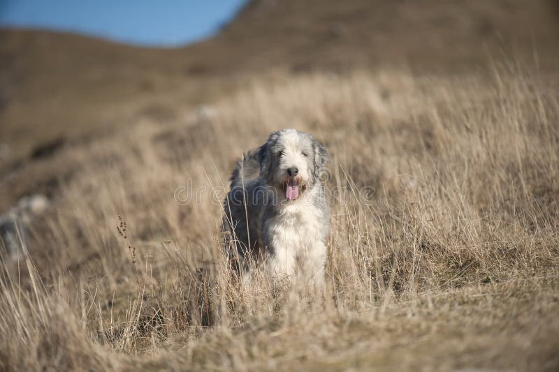 Bearded collie standing in brown meadow on mountains stock photography Bearded collie standing in brown meadow on mountains stock photography