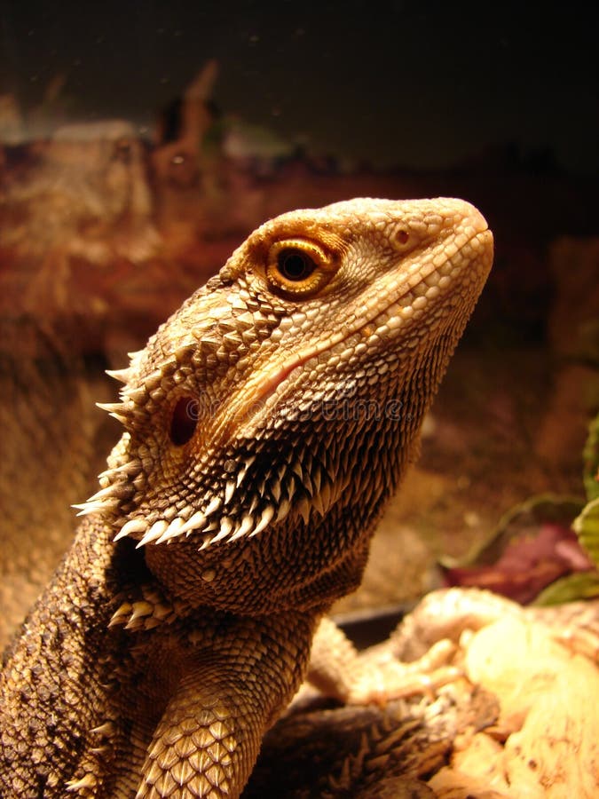 Bearded dragon