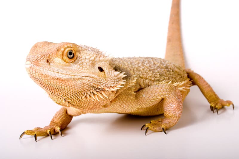 Bearded dragon isolated against a white backdrop.