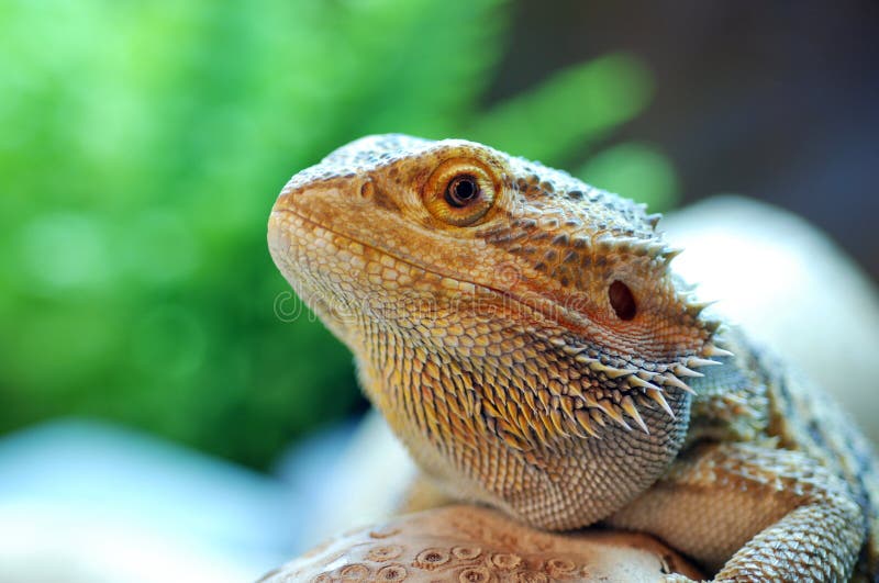 Bearded Dragon