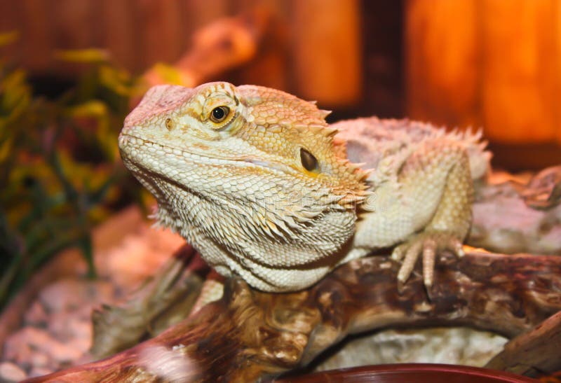 Bearded Dragon royalty free stock image