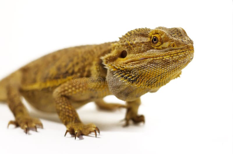 Bearded Dragon