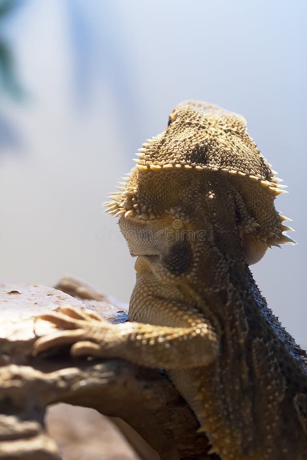Bearded dragon head stock image. Image of cream, dragon 22789301