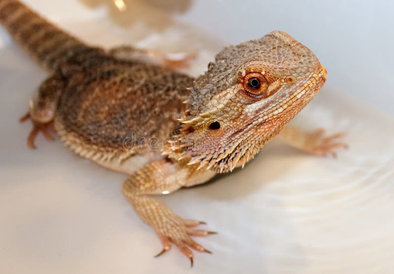 Bearded Dragon Bath stock photo. Image of marvin, sink 117453260