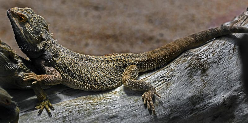 pix Latin Name For Bearded Dragon amphibolurus vitticeps photos free royalty free stock photos from dreamstime