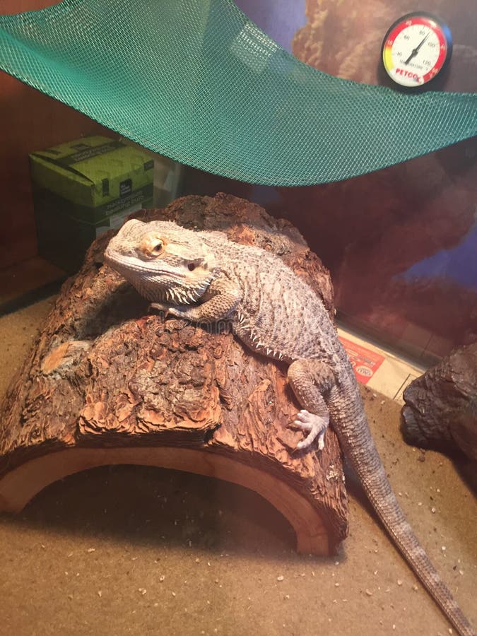 Bearded dragon on log stock photo. Image of bearded, australia 7867234