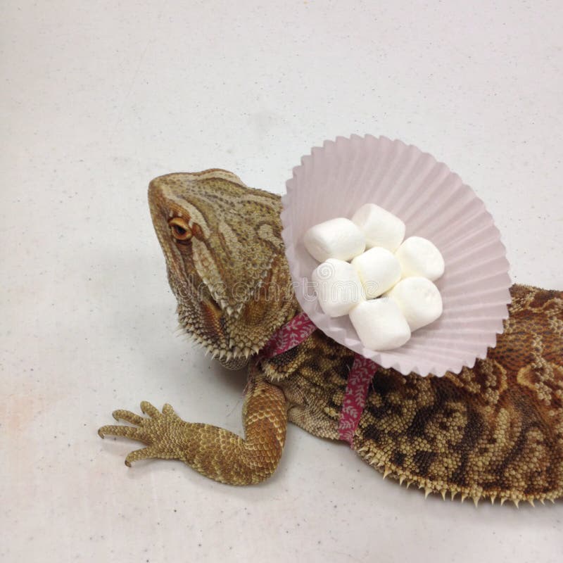 Fancy Bearded Dragon