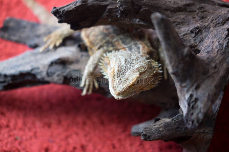 Baby Bearded Dragon Stock Images Download 240 Royalty Free Photos