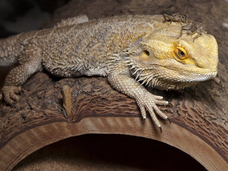 Bearded Dragon With Cricket Buddy Stock Image Image of bearded