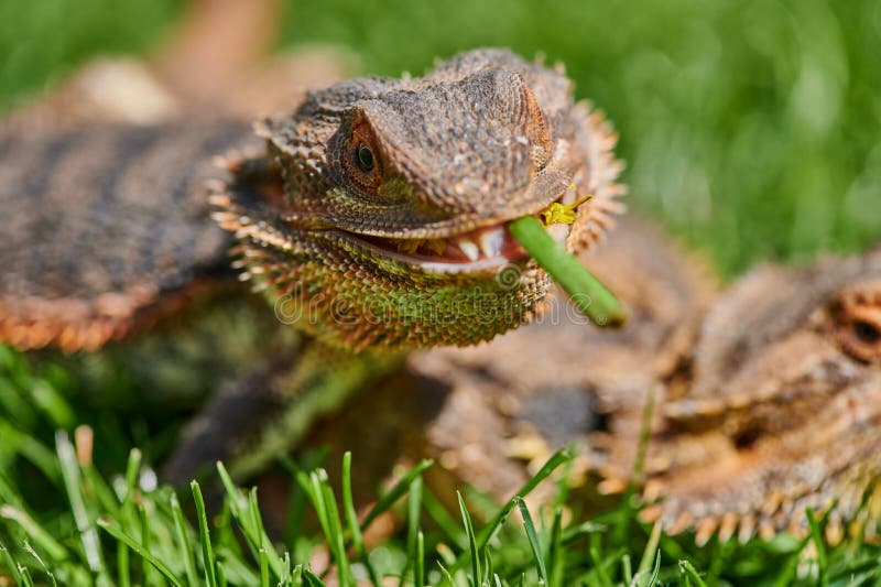 Bearded Dragon (Bartagame) Eating a Dandelion Flower Stock Image
