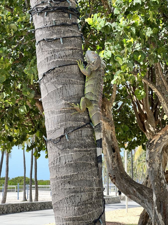 Bearded Dragon stock image. Image of wild, climb, clinging 253443071