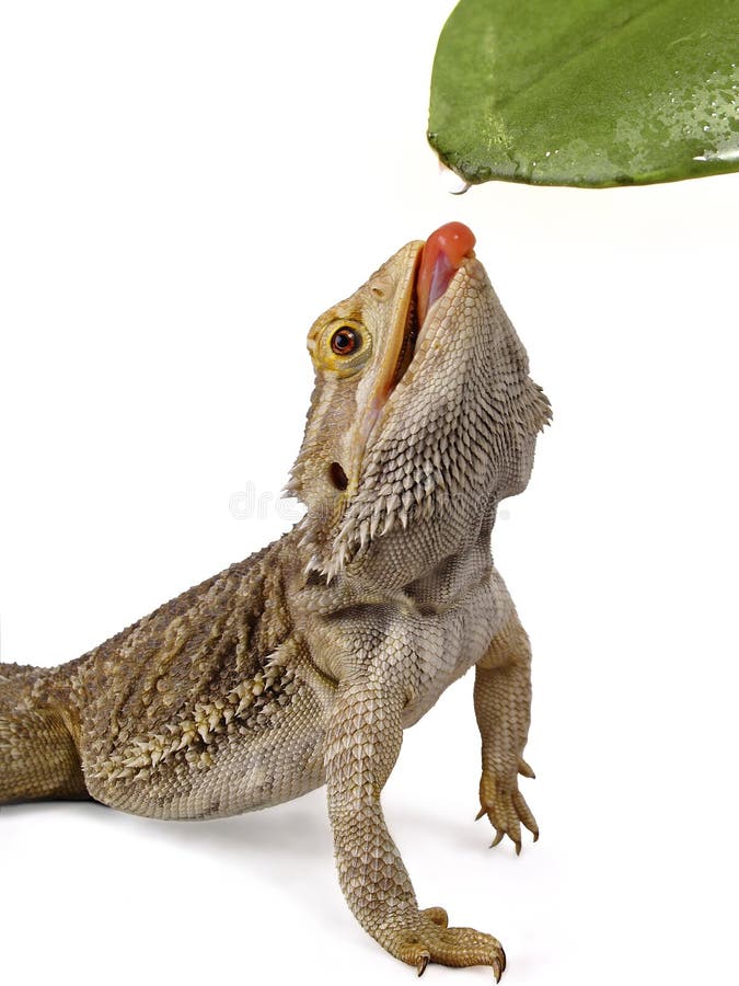 Bearded Dragon Licking Water from a Leaf Stock Image Image of water
