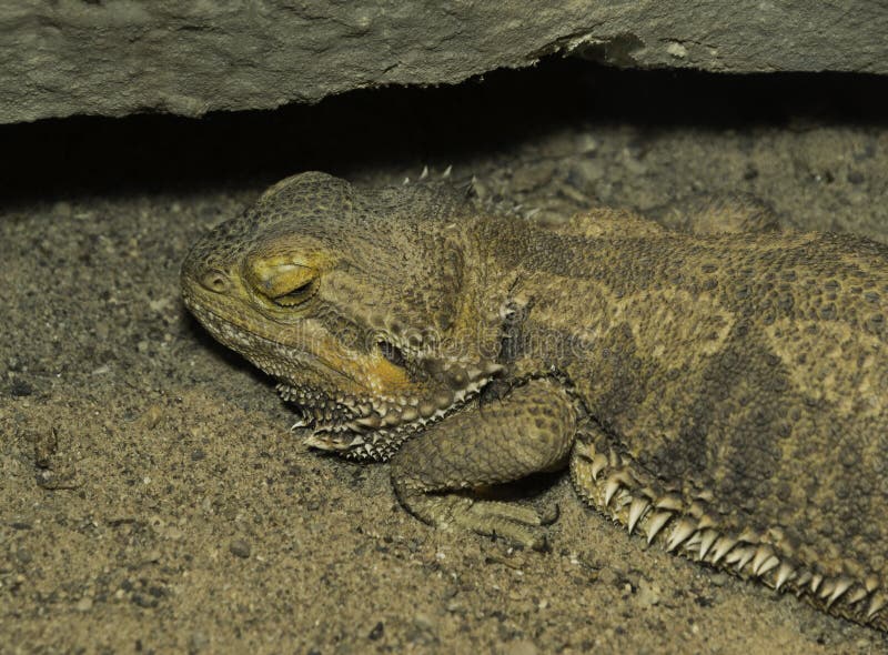 Bearded Dragon Lizard Camouflaged in Sand Under a Rock Stock Image