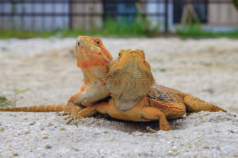 Bearded Dragon Lizard on the Sand Stock Photo Image of macro, bearded