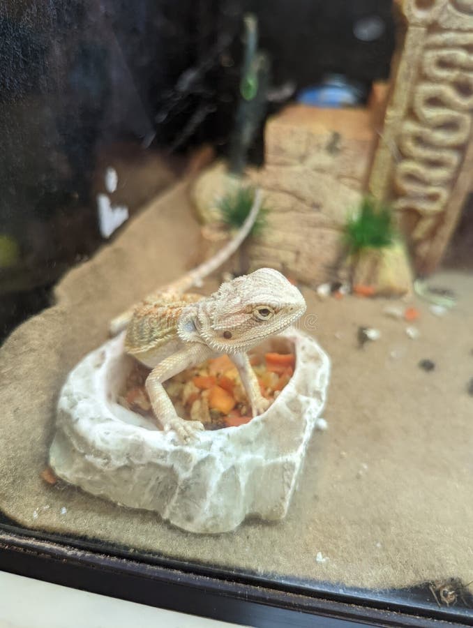 Bearded Dragon Lizard Sitting on Food Dish Stock Photo Image of