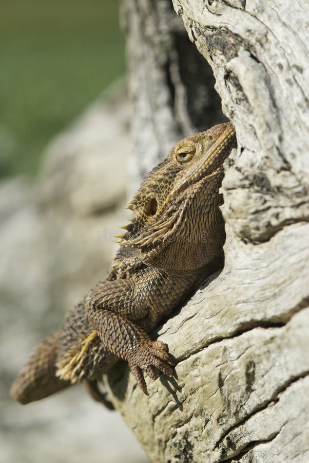 Bearded Dragon In Log Hollow Stock Image Image of isolated, baby 8132447