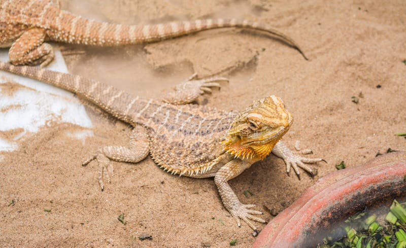 Bearded Dragon on sand stock photo. Image of looking - 57191240