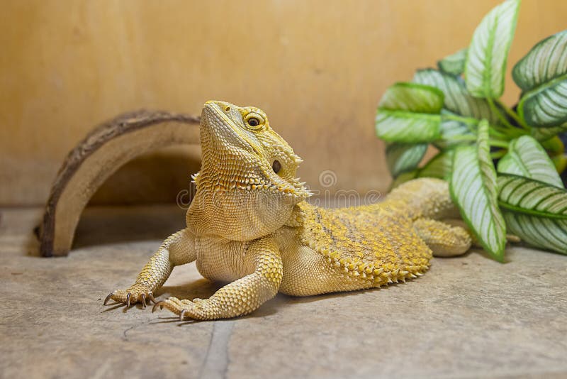 images Latin Name For Bearded Dragon dreamstime com