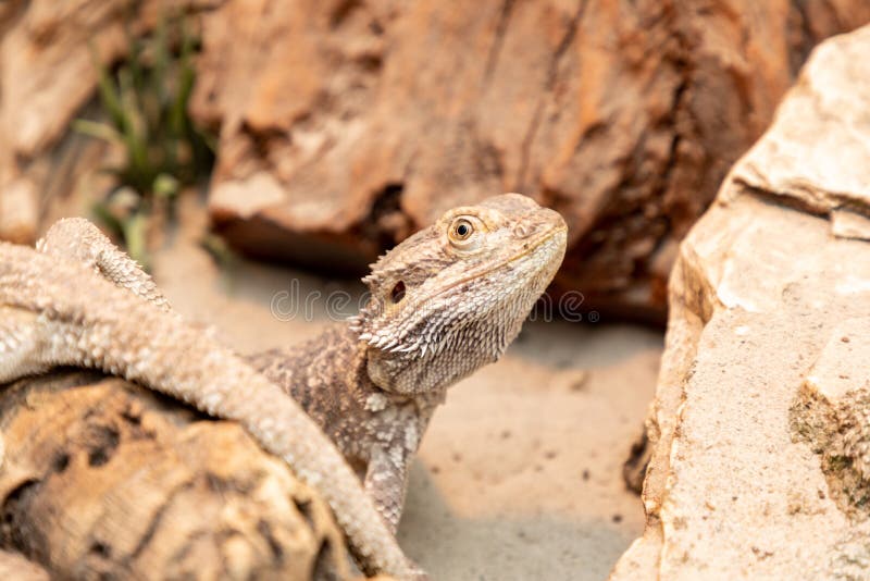 Bearded Dragon in a Terrarium Stock Photo Image of pogona, husbandry