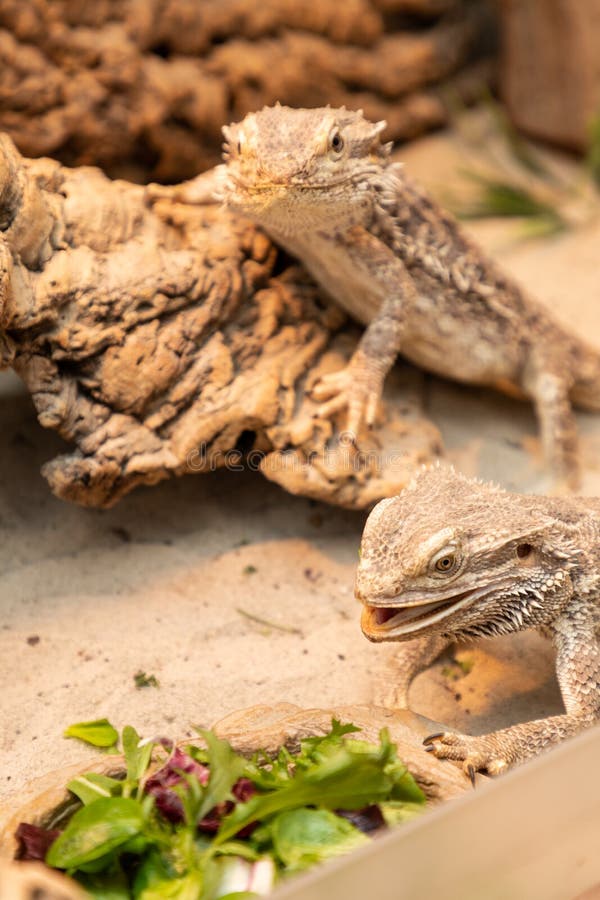Bearded Dragon in a Terrarium Stock Photo Image of agama, husbandry