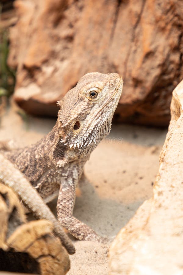 Bearded Dragon in a Terrarium Stock Photo Image of bearded, husbandry
