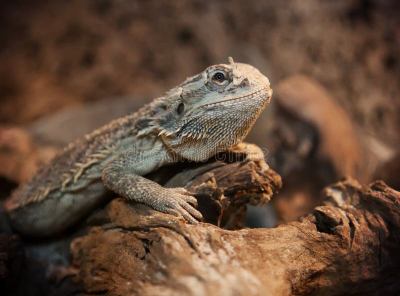 Bearded Dragon in Terrarium Stock Photo Image of wildlife, bearded