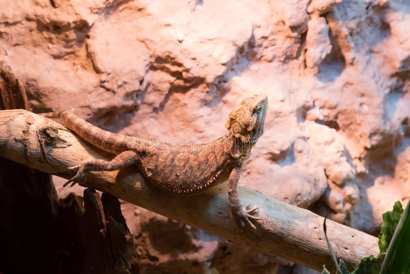 Bearded Dragon in Terrarium Stock Image Image of imprisoned, dragon