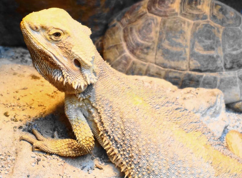 Bearded Dragon and Tortoise Stock Image Image of bearded, rock 90248545