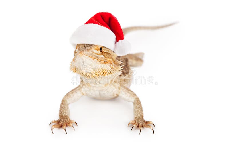 Red Bearded Dragon