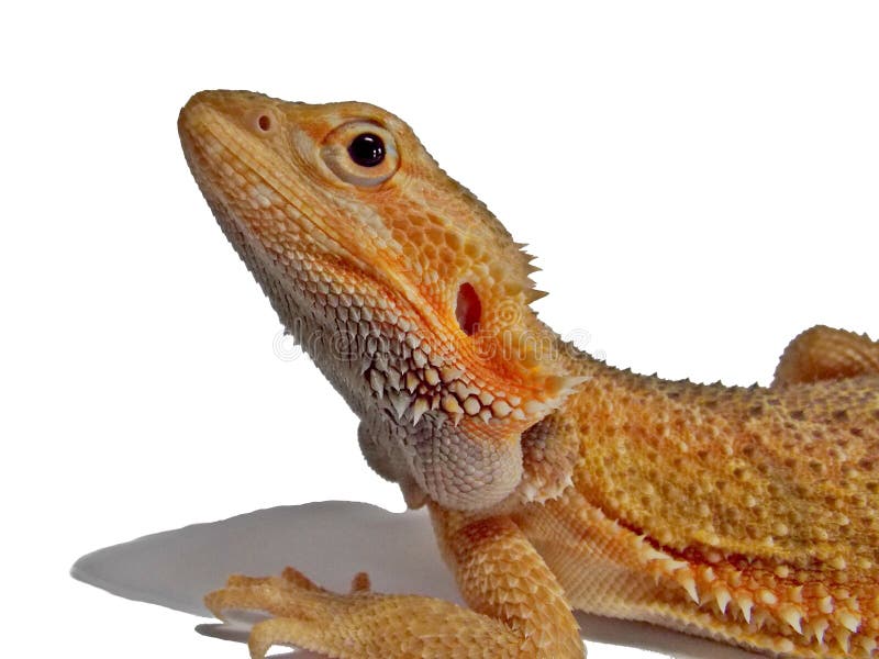 Translucent Bearded Dragon Isolated White Stock Photos Free & Royalty