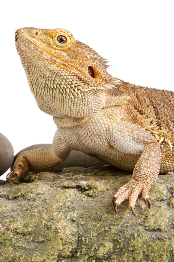 Bearded Dragon Isolated On White Background Stock Image - Image of ...