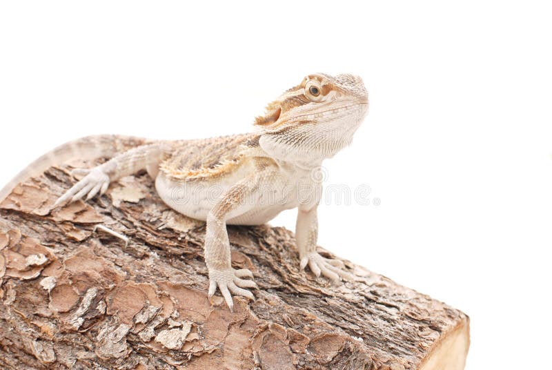 Juvenile Bearded Dragon stock photo. Image of small, animal 25661900