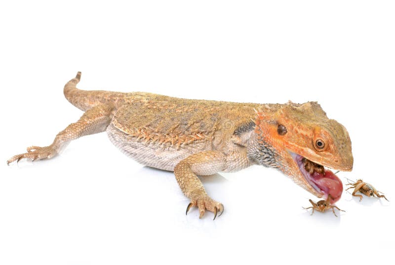 Bearded Dragons Eating Cricket Stock Image Image of lizard, vitticeps