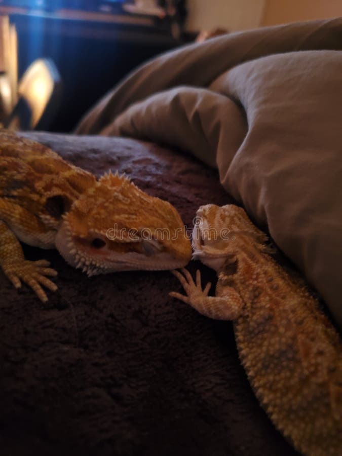 Reptile Bearded Dragon Cute Sleeping Relaxing Position Stock Photo
