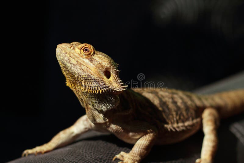 sandfire leatherback bearded dragon