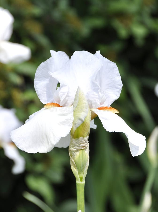 201 Iris Frost Stock Photos Free & RoyaltyFree Stock Photos from Dreamstime